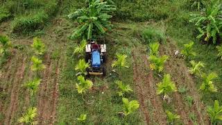 weed removal in arecanut plantation [upl. by Eenafets]