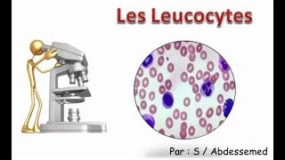 Les Leucocytes [upl. by Miller]