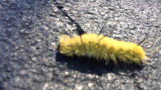 poisonous american dagger moth caterpillar yellow and black fuzzy acronicta americana [upl. by Einobe]