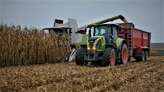 2x CLAAS ✔ Kukurydza na ziarno 2020 na dużą skalę  GR Hardejewicz [upl. by Qahsi594]