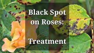 Black Spot Roses Treatment [upl. by Rao119]