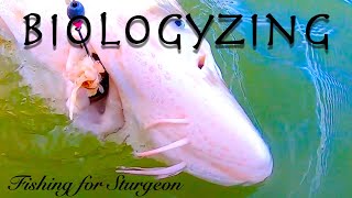 Biologyzing While Fishing For Sturgeon [upl. by Violet271]