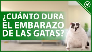 🐈 ¿Cuánto TIEMPO dura el EMBARAZO de las gatas  Gestación y cuidados 🐈 [upl. by Aissat]