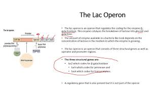 Chapter 166 Gene Control The Lac Operon amp Control in Eukaryotes [upl. by Leunamne545]