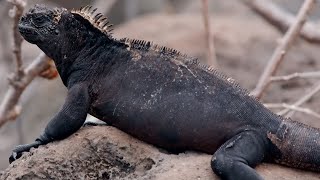 How Marine Iguanas are Surviving Climate Change  BBC Earth [upl. by Lleral618]