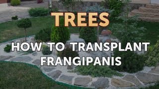 How to Transplant Frangipanis [upl. by Nimsaj]