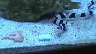 eel disappearing trick [upl. by Greggs]