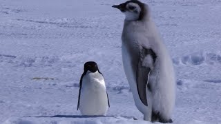 Adelie Penguin Slaps Giant Emperor Chick [upl. by Ydne]