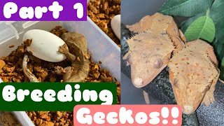 How to BREED CRESTED GECKOS Part 1 Breeding and how to prepare [upl. by Annissa284]