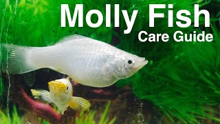 Molly Fish Care  Species Profile [upl. by Nicholl]