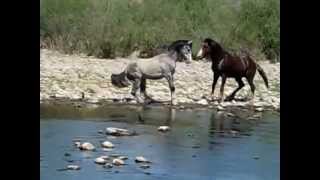 Salt River Wild HorsesStallion fights for mare amp foal [upl. by Iahk]