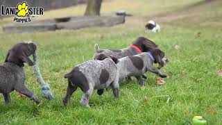 Bubbly German Shorthaired Pointer Puppies [upl. by Korie]