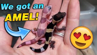 We got Baby Fattailed Geckos [upl. by Aihseket]