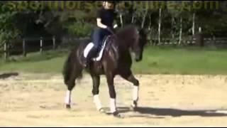 SOLD wwwsporthorsesonlinecom 2010 Oldenburg gelding [upl. by Ahsiret]