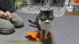 ハロウィンが終わった事を知らない猫☆マントに八つ当たり！後ろ足ケリケリ・猫キック炸裂☆マントなんていらニャイ！【リキちゃんねる 猫動画】Cat videos キジトラ猫との暮らし [upl. by Teagan]