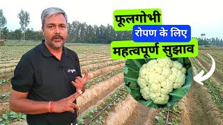 Important tips for planting cauliflower फूलगोभी रोपण के लिए महत्वपूर्ण सुझाव [upl. by Staw133]