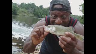 What bites Shad on the bottom of the Tennessee Tombigbee River [upl. by Frida]