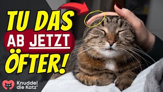 17 Dinge die du ZU SELTEN für deine Katze tust [upl. by Nave]