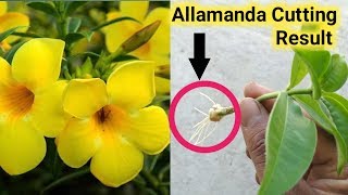 How to grow Allamanda plant from cutting [upl. by Sul523]