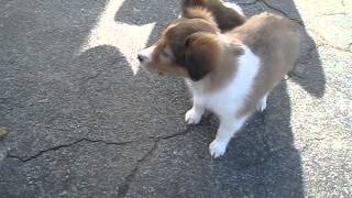 Sheltie puppies for sale [upl. by Richardo797]