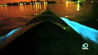 Bioluminescent Waves Explained [upl. by Ecyrb]