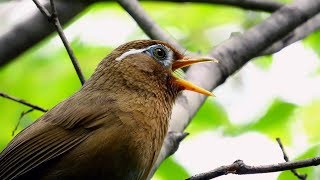 ガビチョウGarrulax canorusの鳴き声。May 19 2019 [upl. by Lodovico]