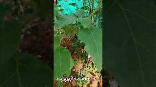 கத்தரிக்காய்🍆  Solanum melongena brinjal nature plants brinjal tamil youtubeshorts [upl. by Ikram]