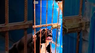 Aggressive Presa Canario Dog presacanario dog shorts viralshorts [upl. by Eissel]