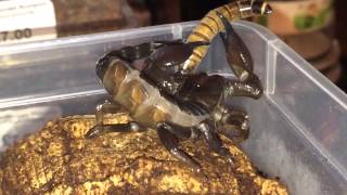 Scorpion Feeding Video 10 [upl. by Enerak]