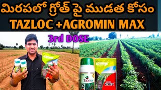 3rd Dose మిరపలో పై ముడత ఇగురు కోసం TAZLOCAGROMIN MAXMBuk4gl [upl. by Niliac]