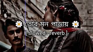 Tor Mon Paray Lofi  Siblumusic  Mahdi Sultan  তোর মন পাড়ায়  Jisan Khan Shuvo sai GINI🎵 [upl. by Beverlee]