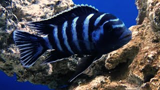 Demasoni dwarf mbuna cichlid 4K Demasoni part 2 [upl. by Pravit423]