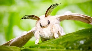 Poodle Moth 🦋 A Unique Animal You Have Never Seen [upl. by Petite349]