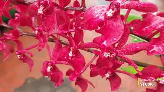 Orchid plantRenanthera orchid plantCaring tips explainedAnnas Garden [upl. by Machos391]