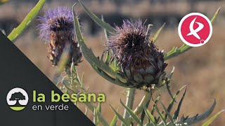 El secreto de la Torta del Casar  La Besana en Verde [upl. by Yromas185]