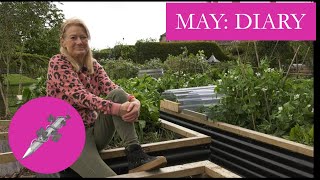 MAY DIARY  The Rose Meadow Planting tree saplings Eucalyptus for cutting amp Polytunnel banished [upl. by Aivin]