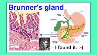 Brunners gland [upl. by Map]