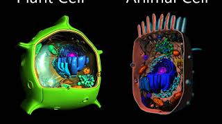 पादप और जंतु कोशिका में अन्तर Biology  Plant cell and Animal cell Differences  3D  Hindi [upl. by Htevi]