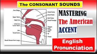 THE CONSONANT SOUNDS  Voiceless and Voiced Consonants Mastering the American Accent [upl. by Ikila]