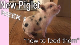 First Week With A Mini Pig  How To Feed Your Piglet [upl. by Filahk]