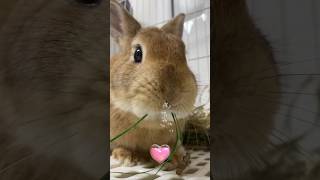 The breeders daily feeding routine👅todays rabbits snacks are wild grass🍃🍀 [upl. by Cecelia]