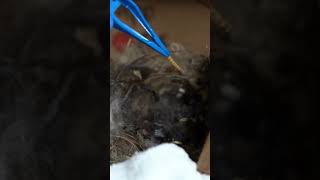 Bewicks Wrens growing up at Wildlife Rescue [upl. by Doughman]