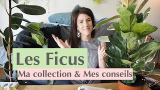 Le ficus  Entretien amp Collection personnelle [upl. by Animehliw351]