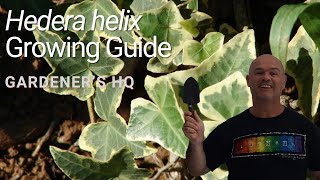 Hedera helix Growing Guide English Ivy by Gardeners HQ [upl. by Eilah]