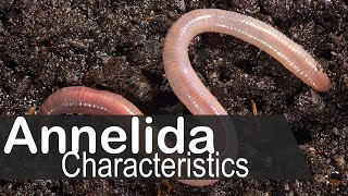 Phylum annelida general characters and classification  UPSC zoology optional [upl. by Asir843]