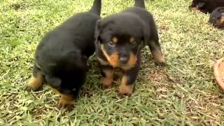 Cachorros Rottweiler jugando [upl. by Annerol]