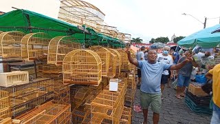 feira de gaiolas do cordeiro melhores preços de gaiola do Brasil [upl. by Ellary984]