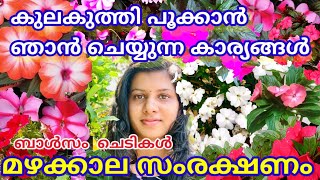 മഴക്കാല ബാൾസം ചെടിയുടെ പരിചരണംHow to Care Balsam plants in Rainy SeasonMonsoon plant care tips [upl. by Loise]