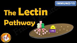 The Lectin Pathway or The MBL Pathway The Complement System Part III FLImmuno15 [upl. by Bettzel708]