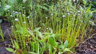 Eriocaulon eurypeplon tiny plants and extinction [upl. by Ahseiat]